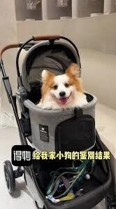 《得物》宠物鉴别技巧指南