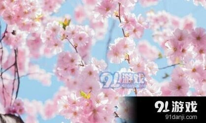阴阳师樱花妖信物线索图分享 樱花妖线索图怎么找