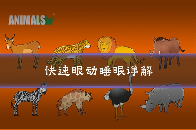 快速眼动睡眠详解