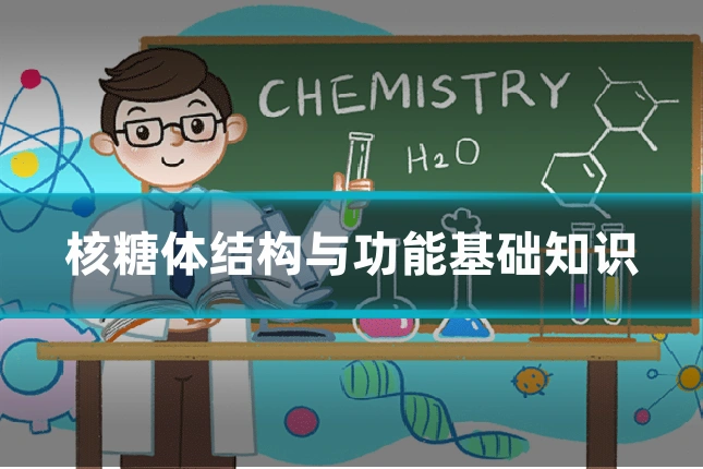 核糖体结构与功能基础知识